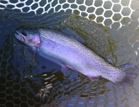 ナイスサイズ連発！ 大安トラウトレイク